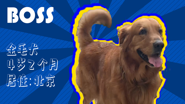 有效拴繩&科學(xué)遛狗——如何文明養(yǎng)犬？“撿屎官”們快看過來！